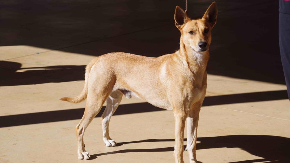 tan carolina dog standing tall