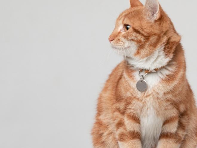 Cat heartworm