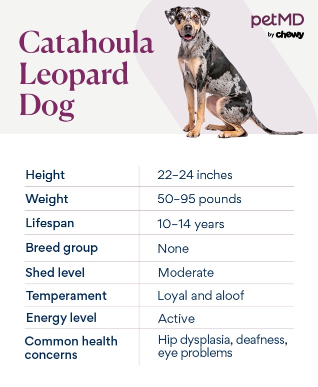 chart depicting a Catahoula Leopard Dog's breed characteristics