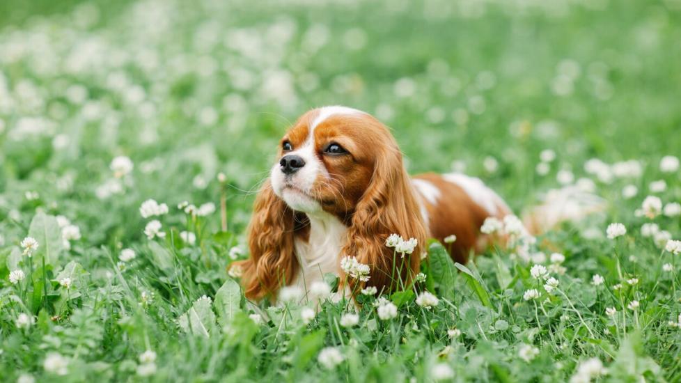 red and white cavalier king charles spaniel lying in grass