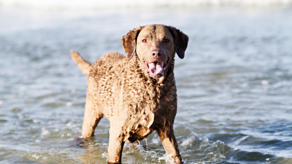 Chesapeake Bay Retriever standing in a big body of water