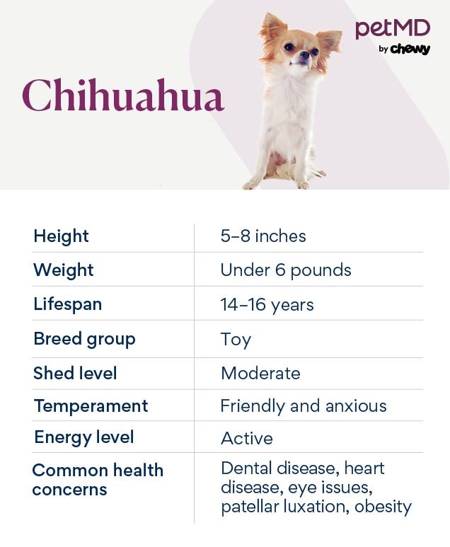 chart depicting a chihuahua's characteristics