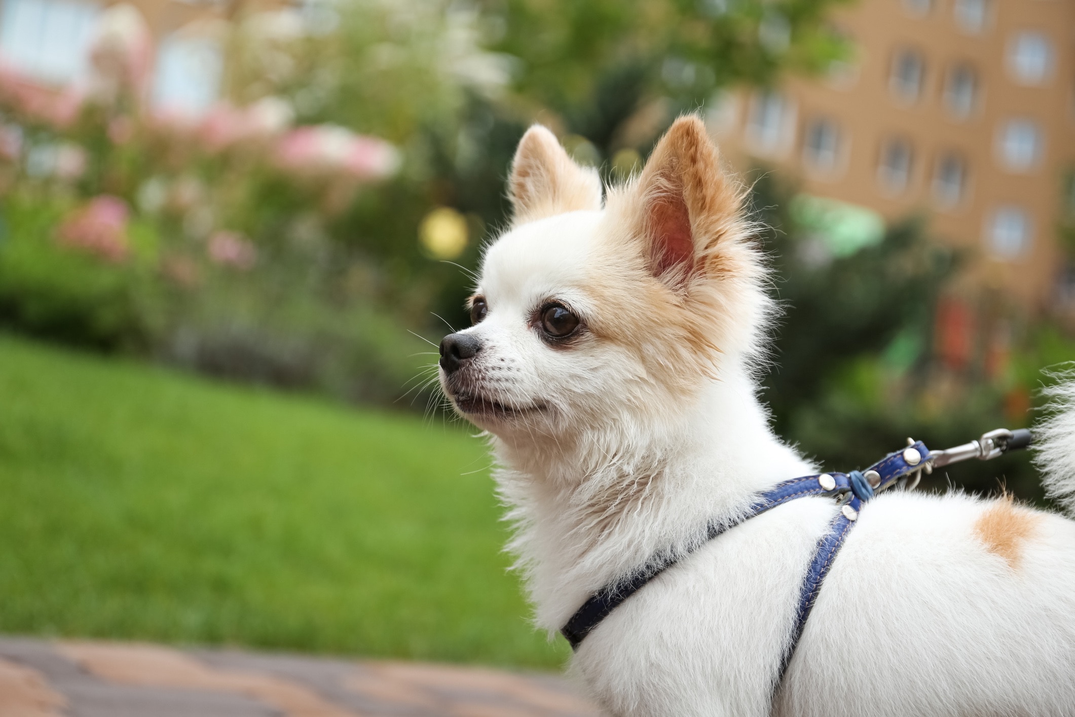 brown and white chihuahua walking on a harness