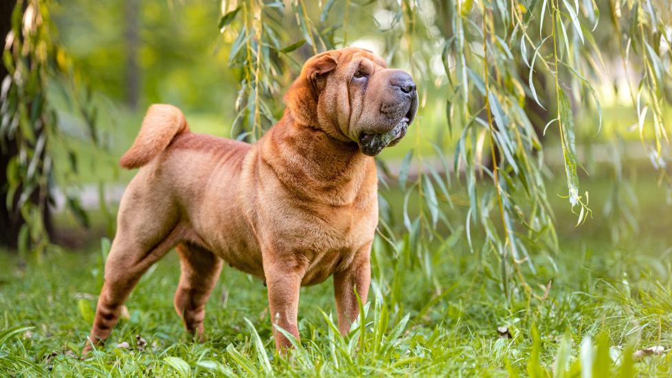 red shar pei standing in front of a willow tree