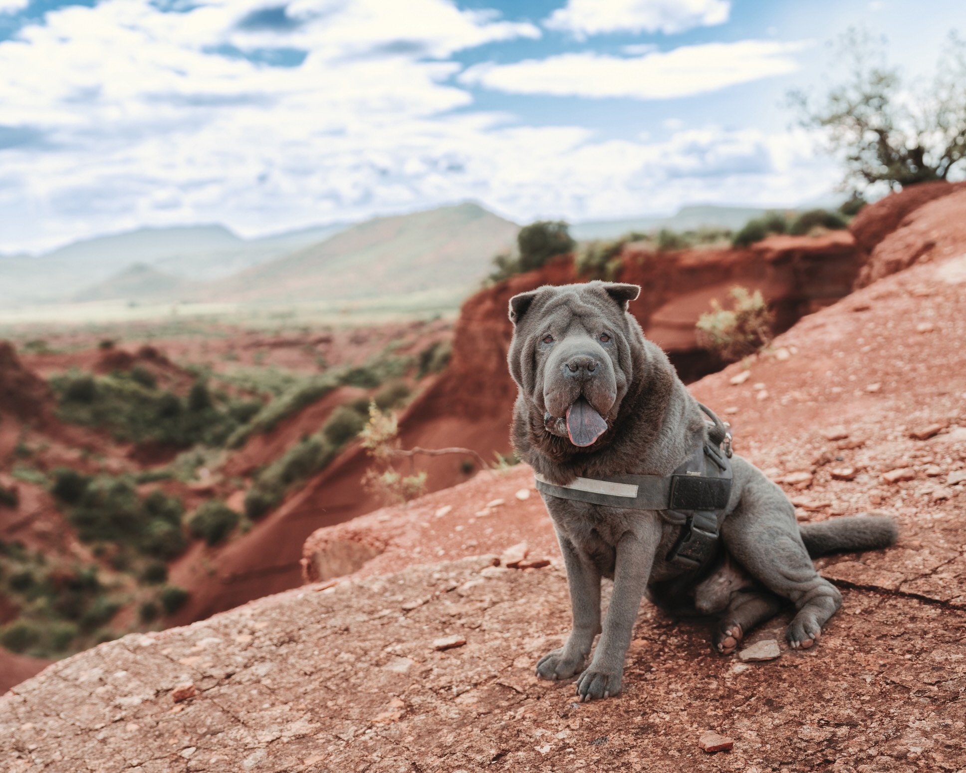 gray shar-pei sitting on a hike