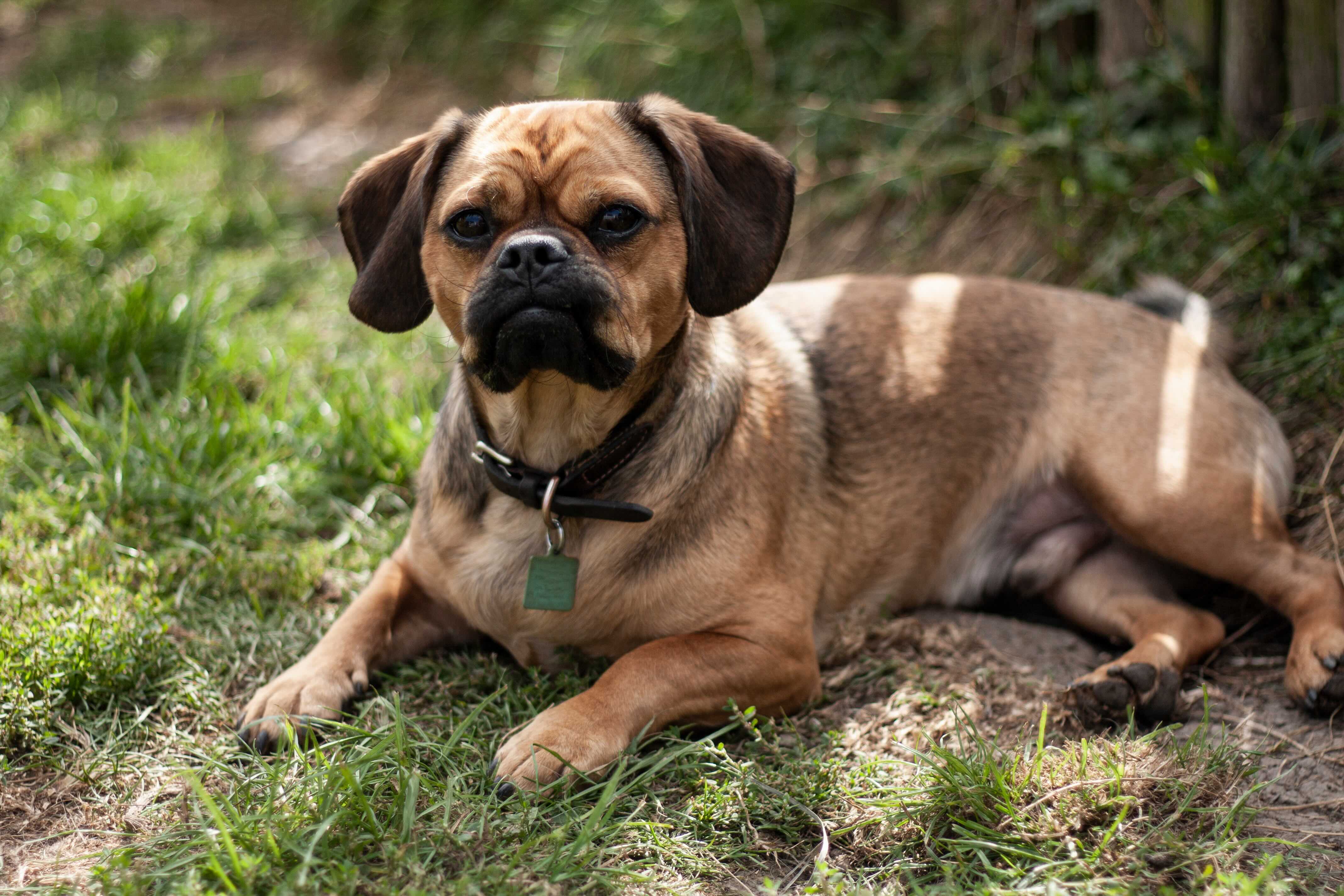 chihuahua-pug dog lying in grass