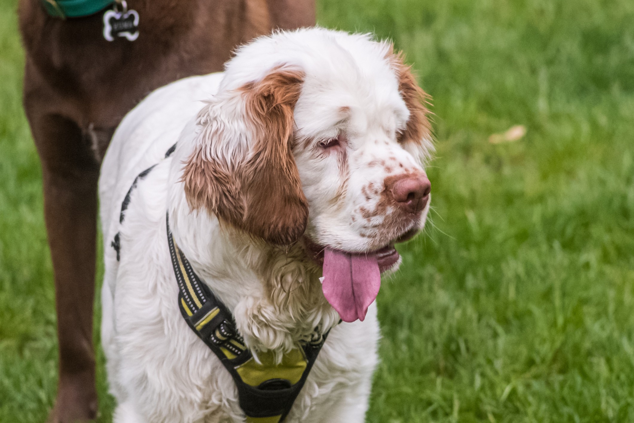 clumber spaniel wearing a harness with his tongue hanging out