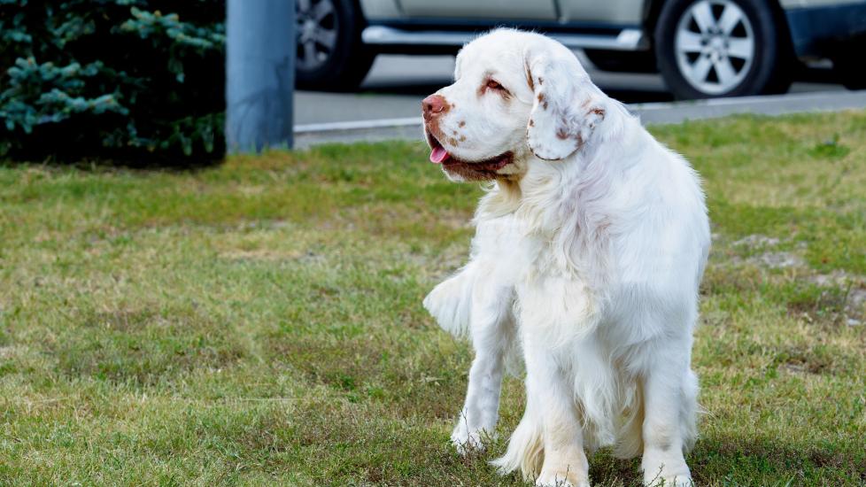 clumber spaniel standing in grass