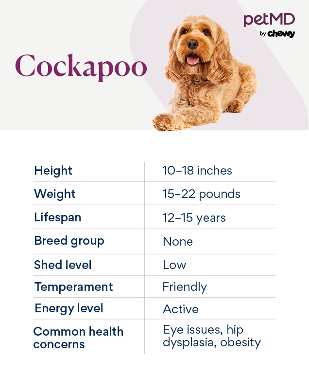 chart depicting a cockapoo dog's breed characteristics