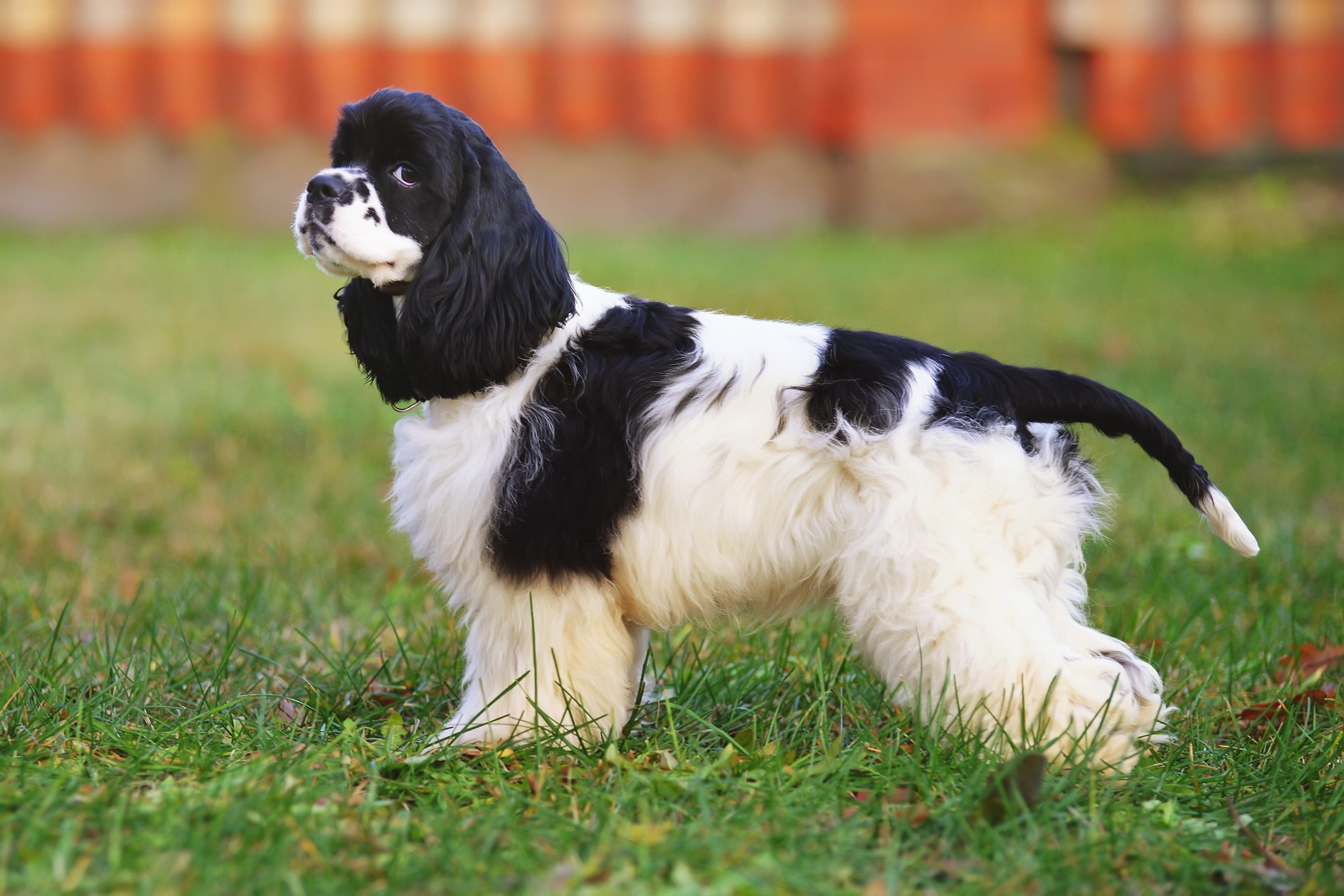 black and white cocker spaniel standing in grass