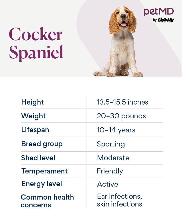 chart depicting a cocker spaniel dog breed's characteristics