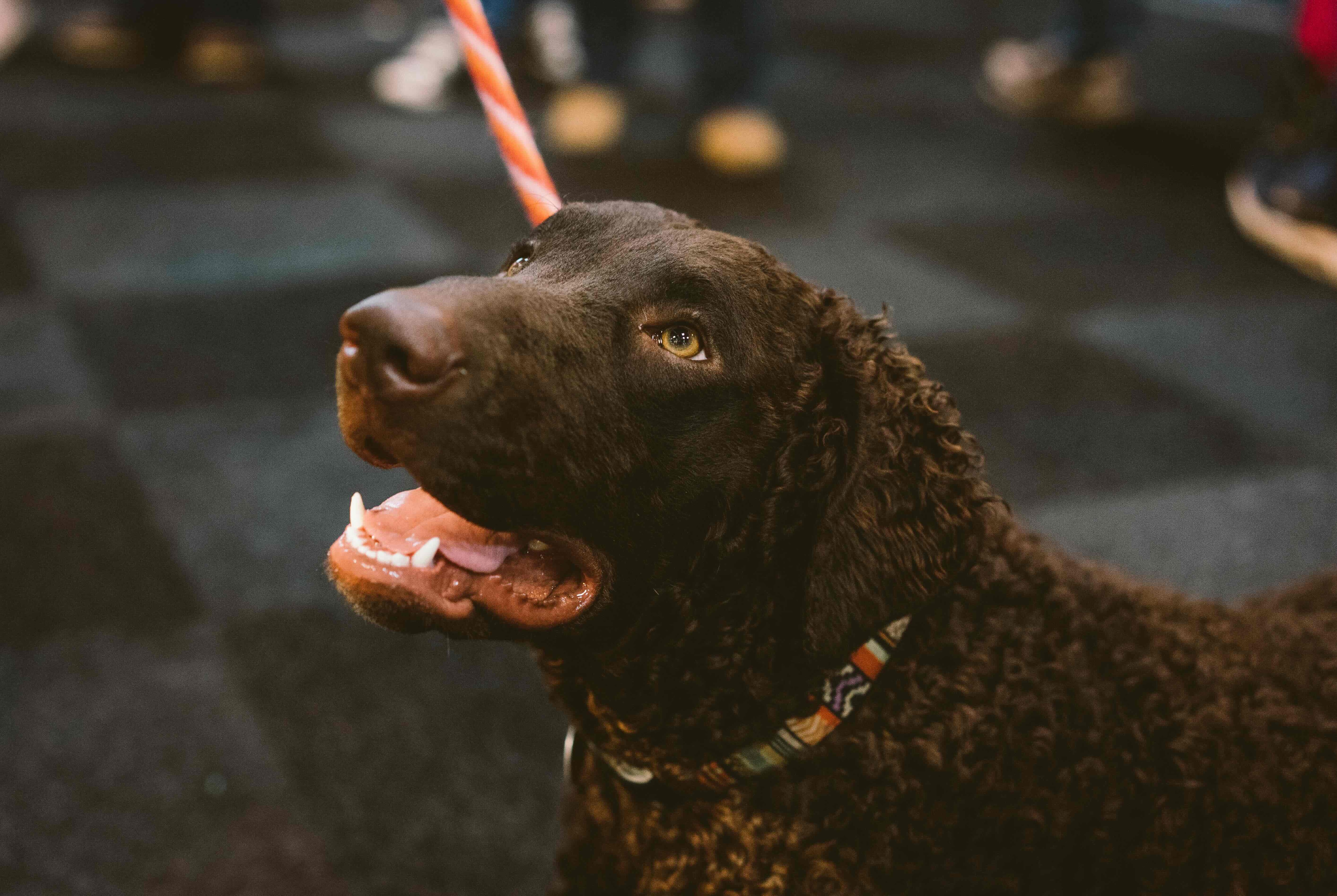 close-up of a brown curly-coated retriever's face looking up