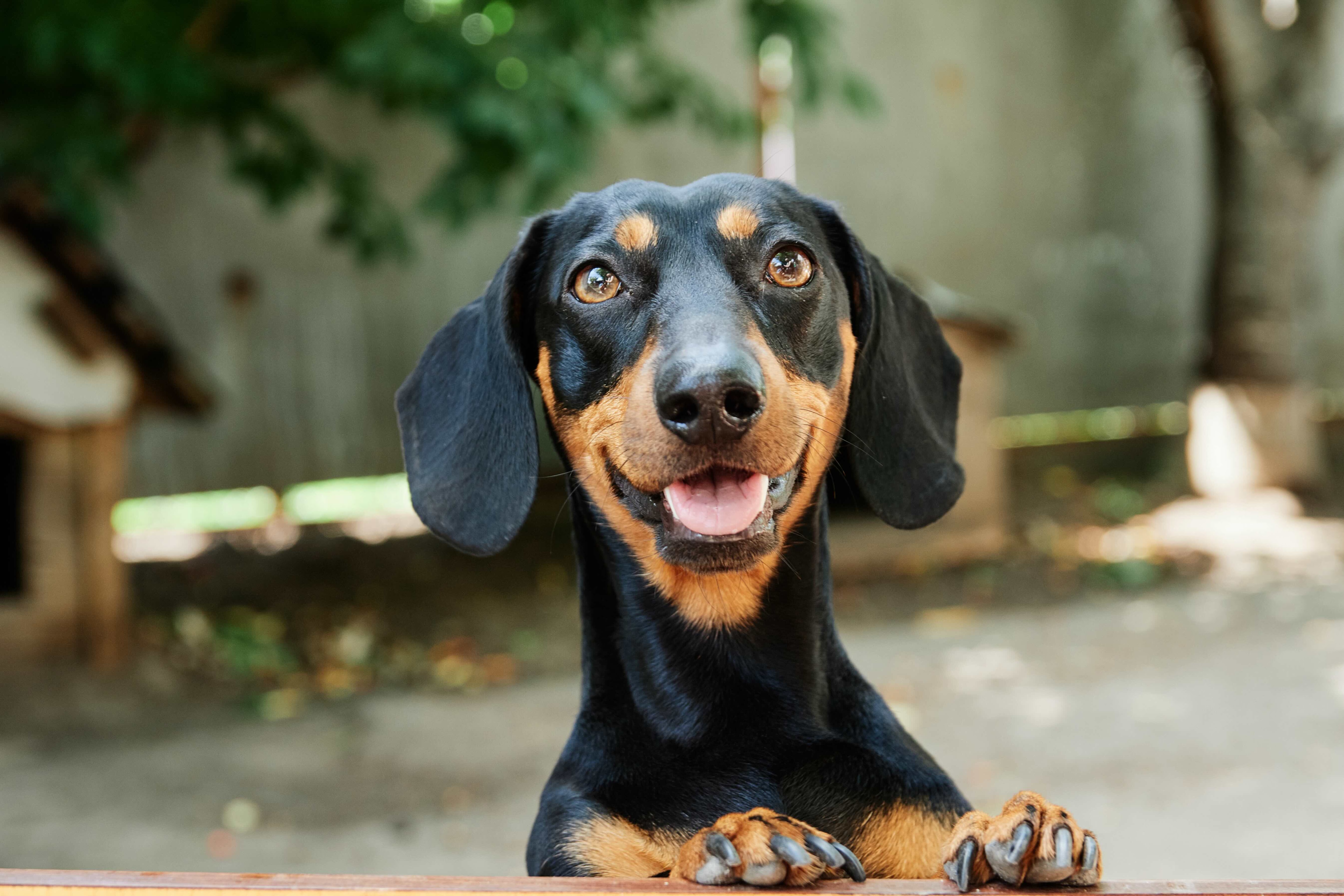 black and brown smooth dachshund standing up and smiling