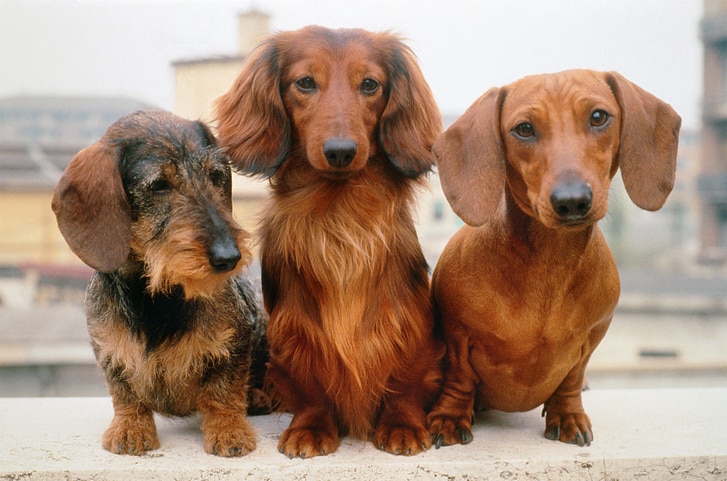 three dachshunds, one wirehair, one longhair, and one smooth coat, sitting together