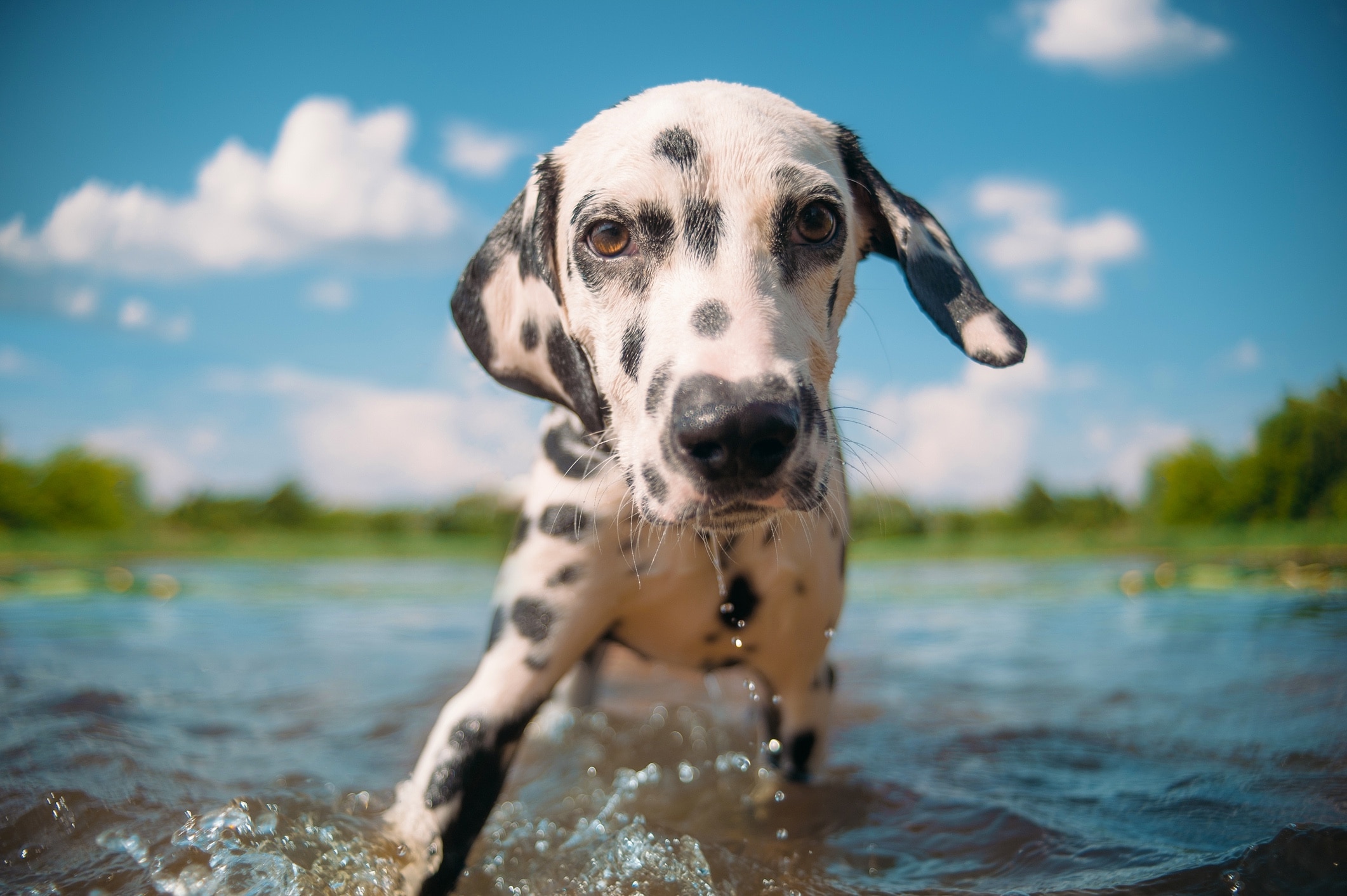 dalmatian splashing in a lake