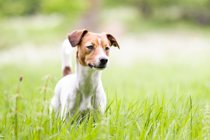 A brown and white Danish-Swedish Farmdog standing in tall grass.