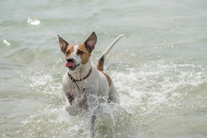 A Danish-Swedish Farmdog running through water with his tongue out.
