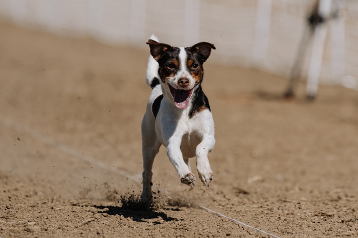 Tricolor Danish-Swedish Farmdog running and smiling.