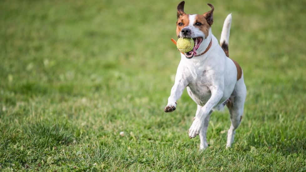 A Danish-Swedish Farmdog running across grass with a tennis ball in his mouth.