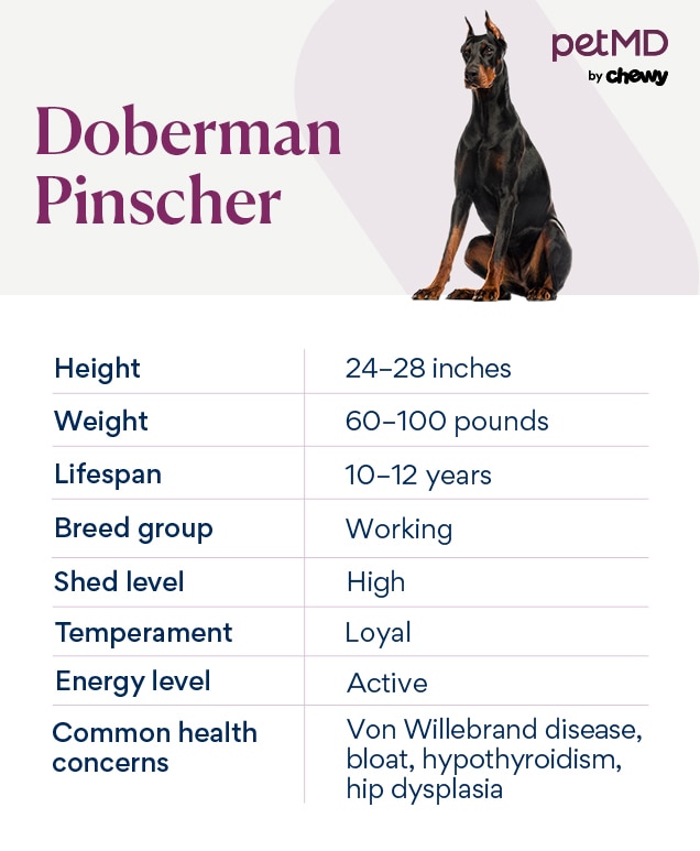 chart depicting doberman pinscher traits