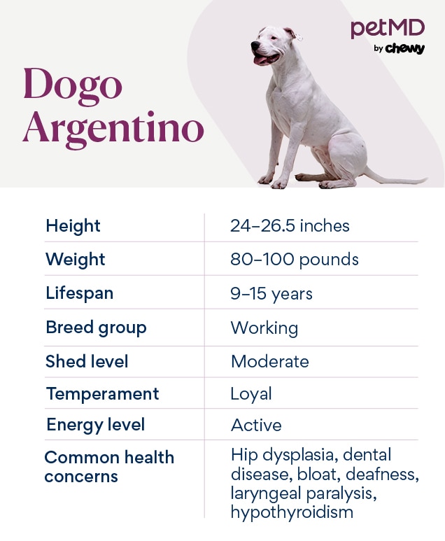 chart depicting a dogo argentino's breed characteristics
