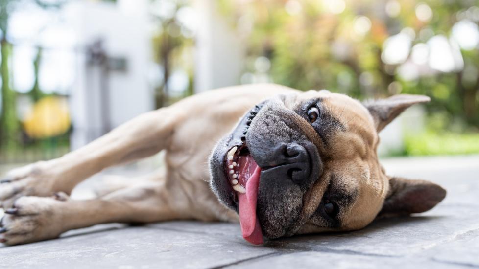 tan french bulldog lying on his side on a porch and panting