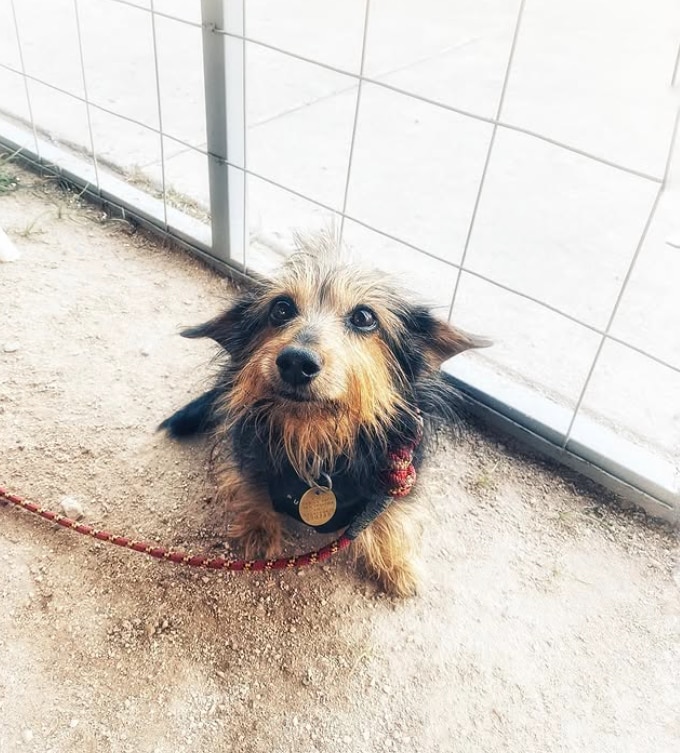 black and tan dorkie dog sitting and wearing a red leash
