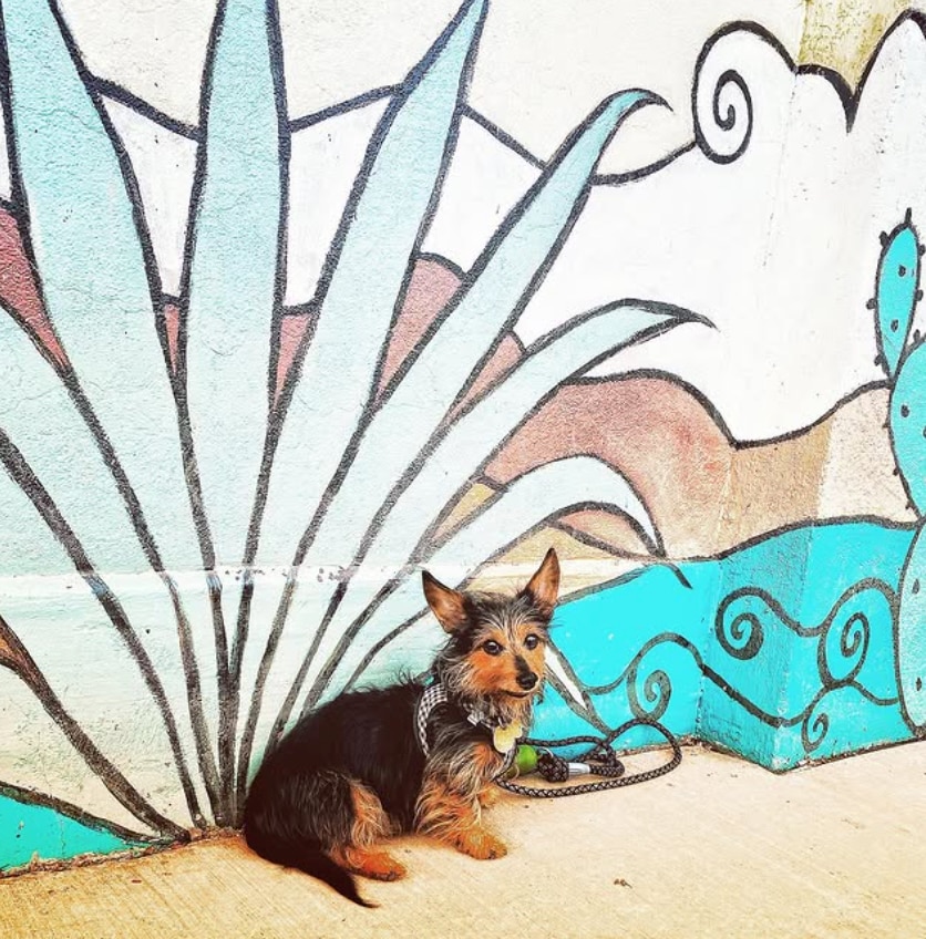 dorkie sitting in front of a mural painted on a wall