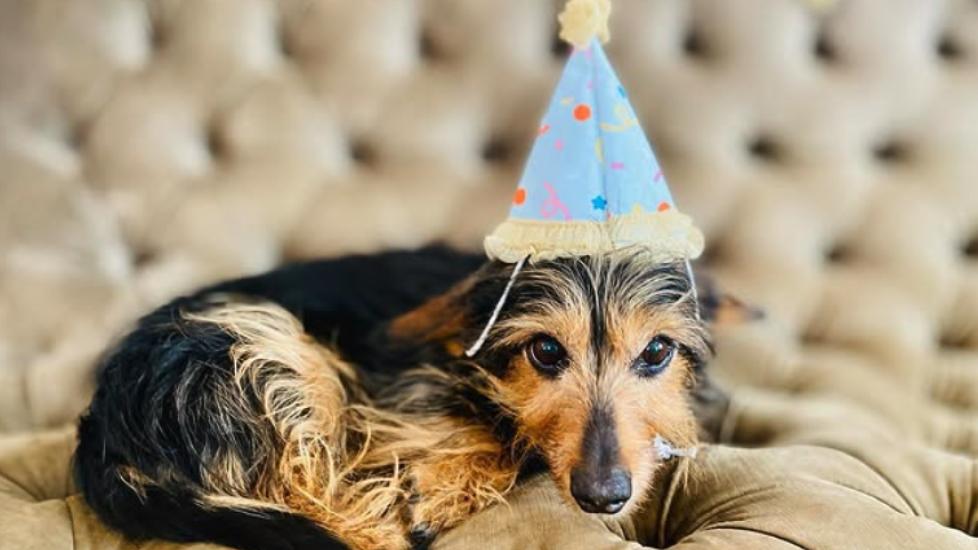 a senior dorkie dog wearing a party hat and curled up on a beige couch