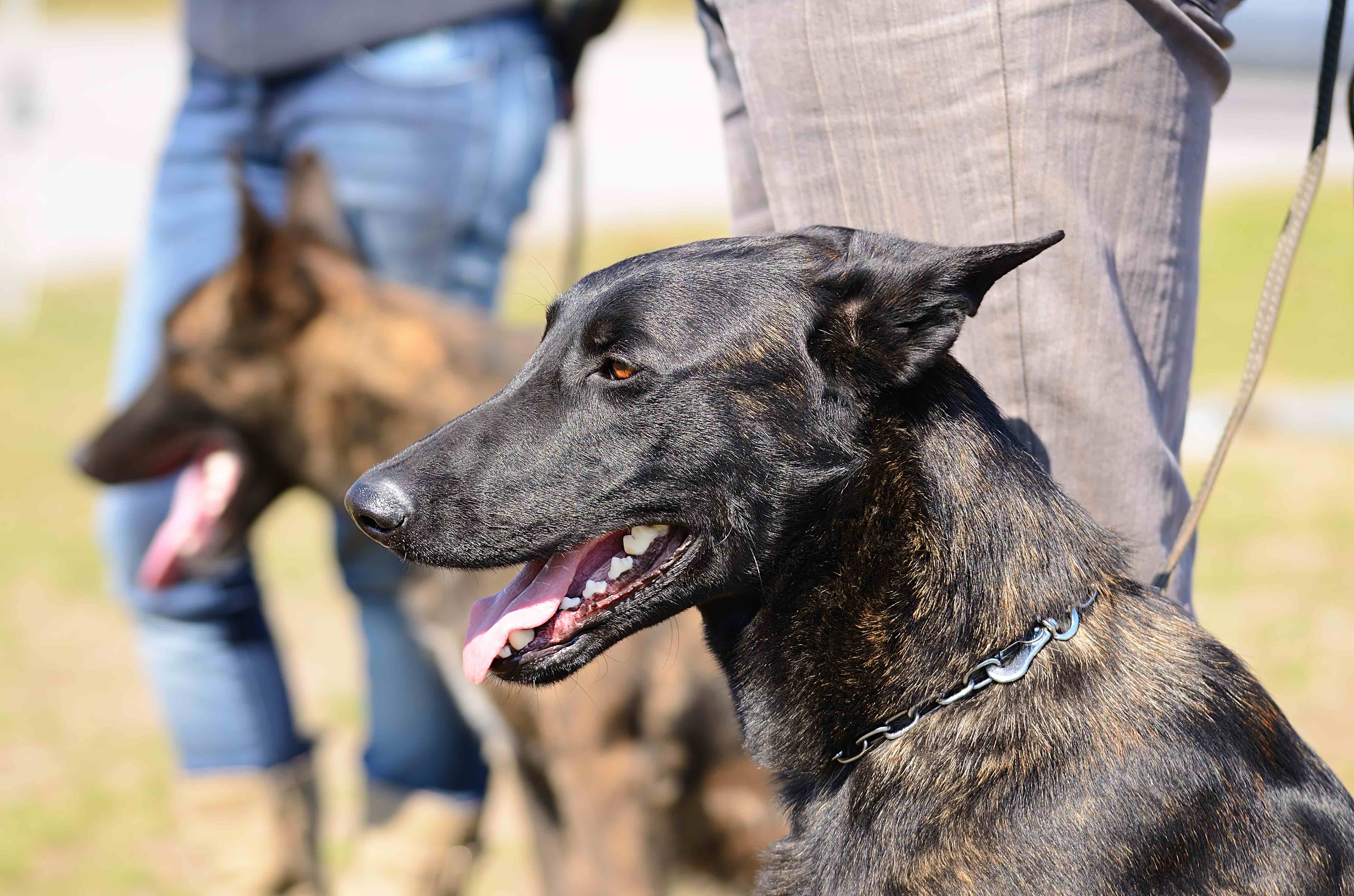 two dutch shepherds on leashes