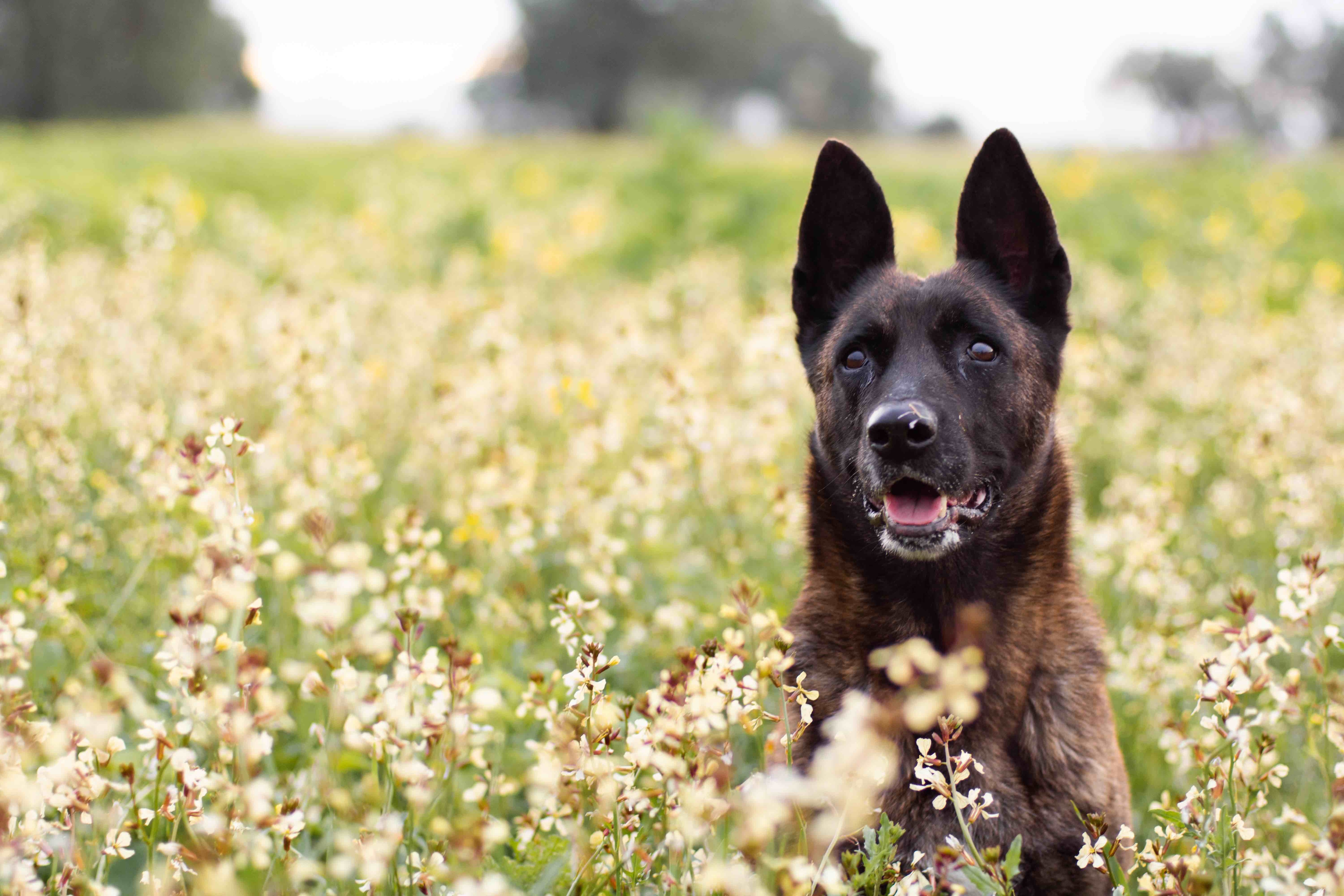 brindle dutch shepherd sitting in a field of yellow flowers