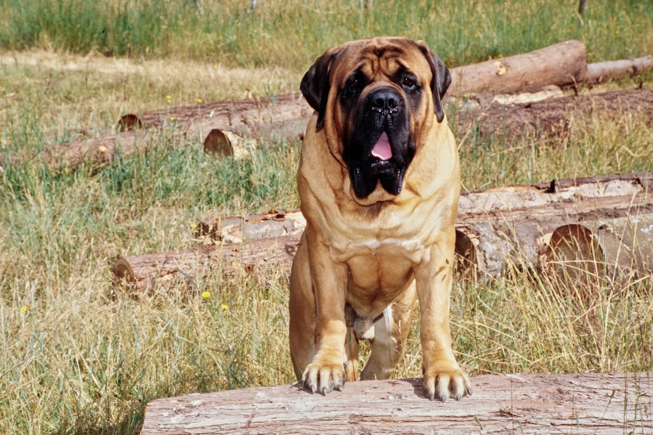 english mastiff standing on a log