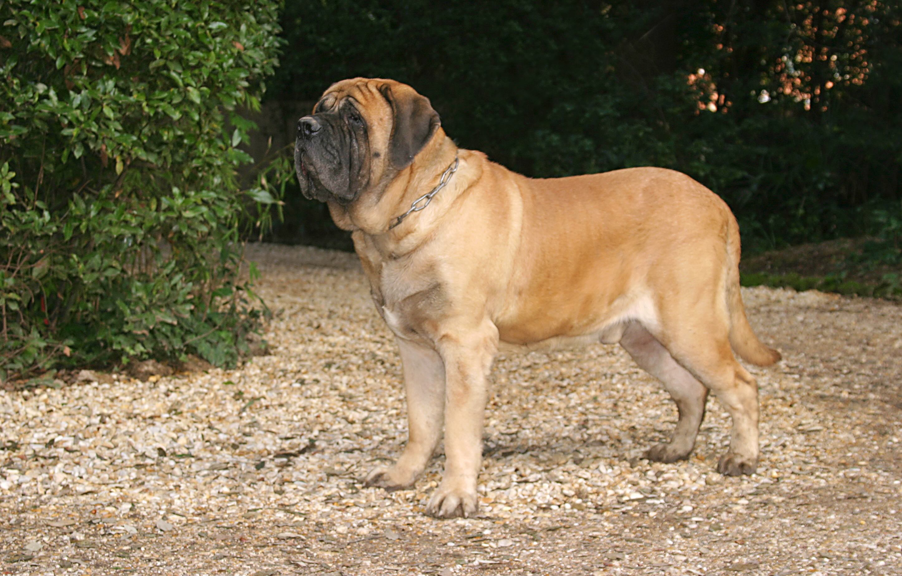 beige english mastiff standing on a dirt ground