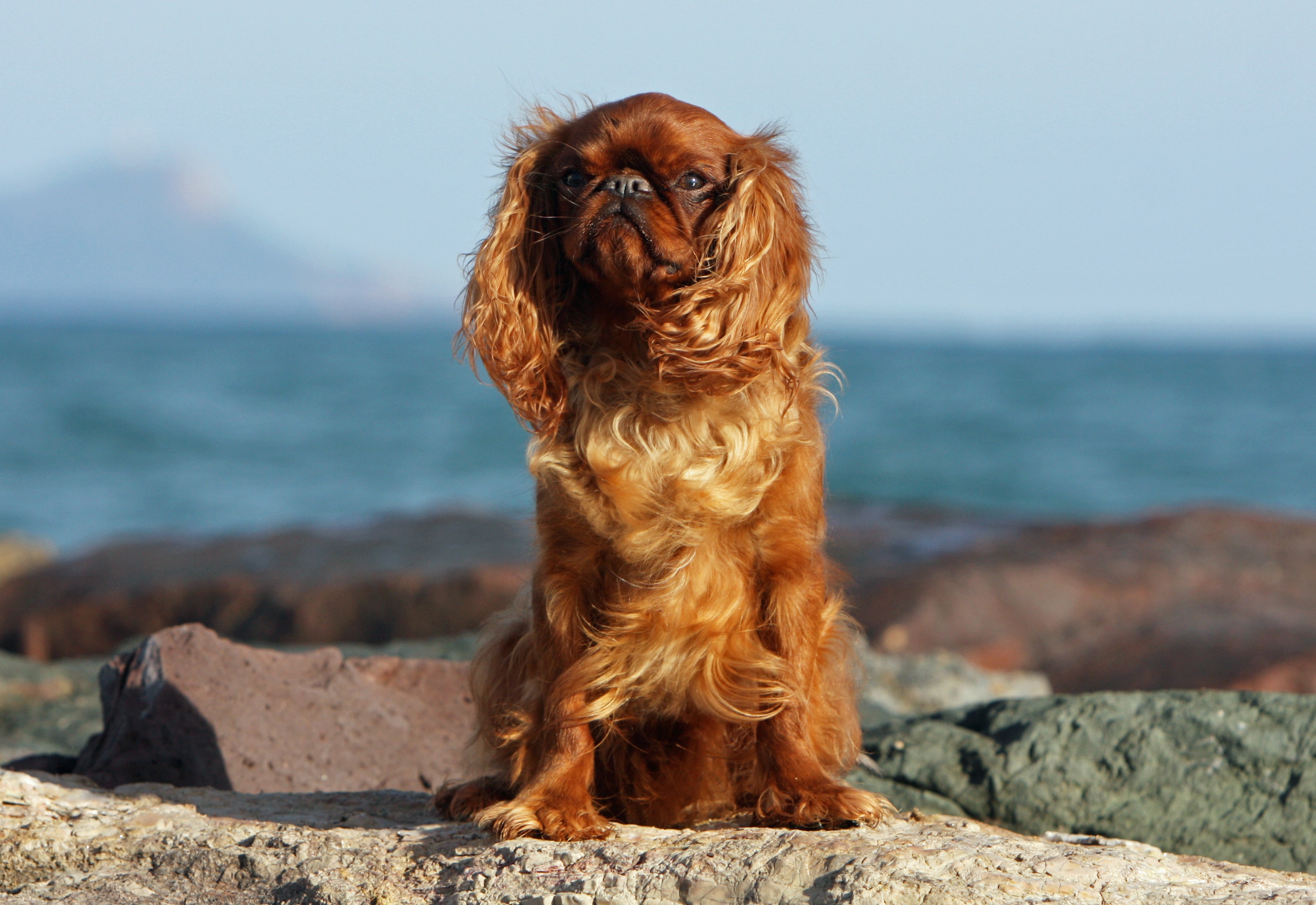 A red English Toy Spaniel sitting and looking at the camera.