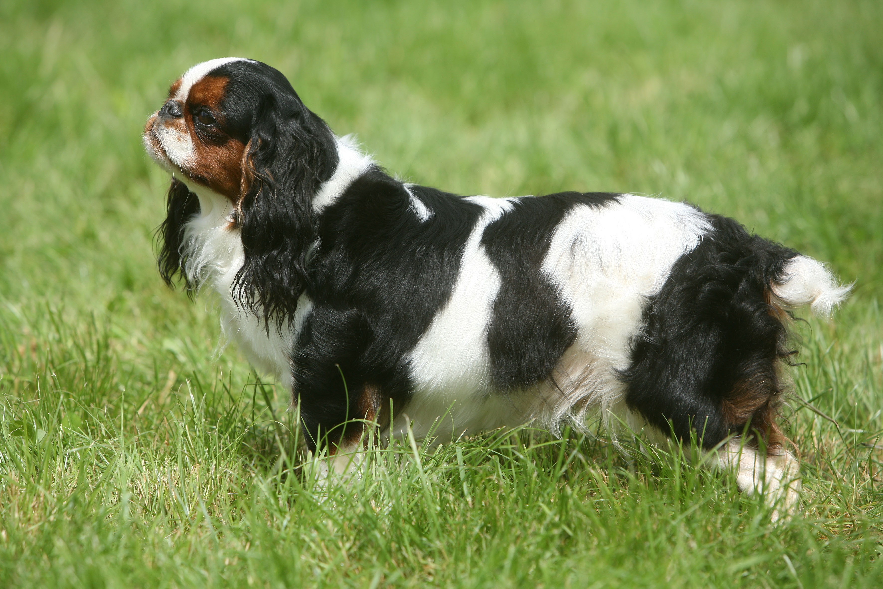 A tricolor English Toy Spaniel standing in tall grass