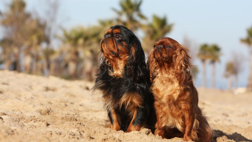 Two English Toy Spaniels sitting together on a beach and sniffing the air.