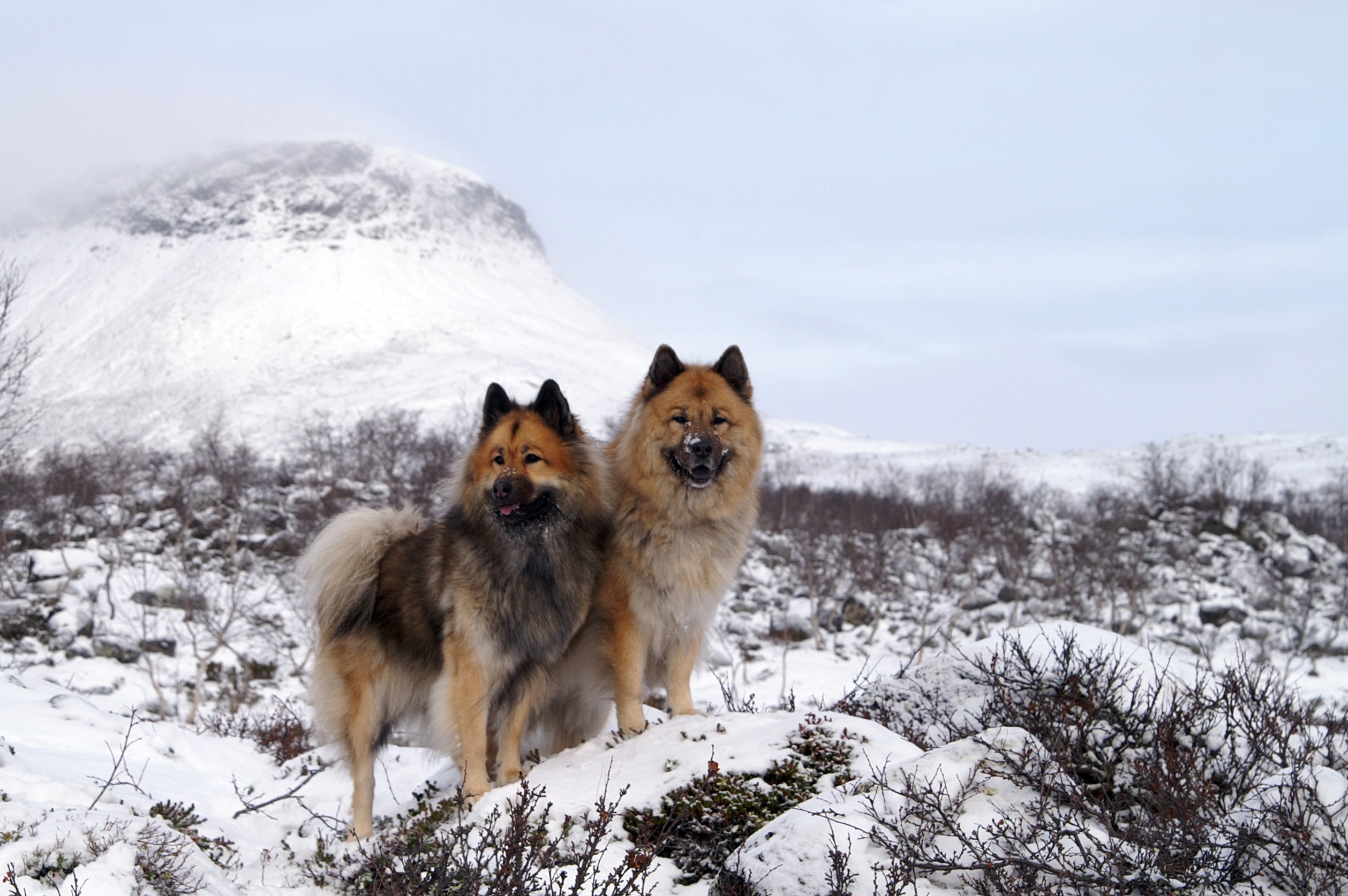 two eurasier dogs standing in a snowy mountain landscape