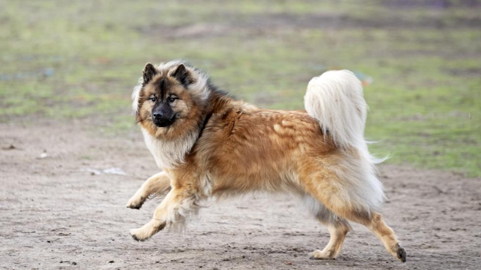 red eurasier dog running