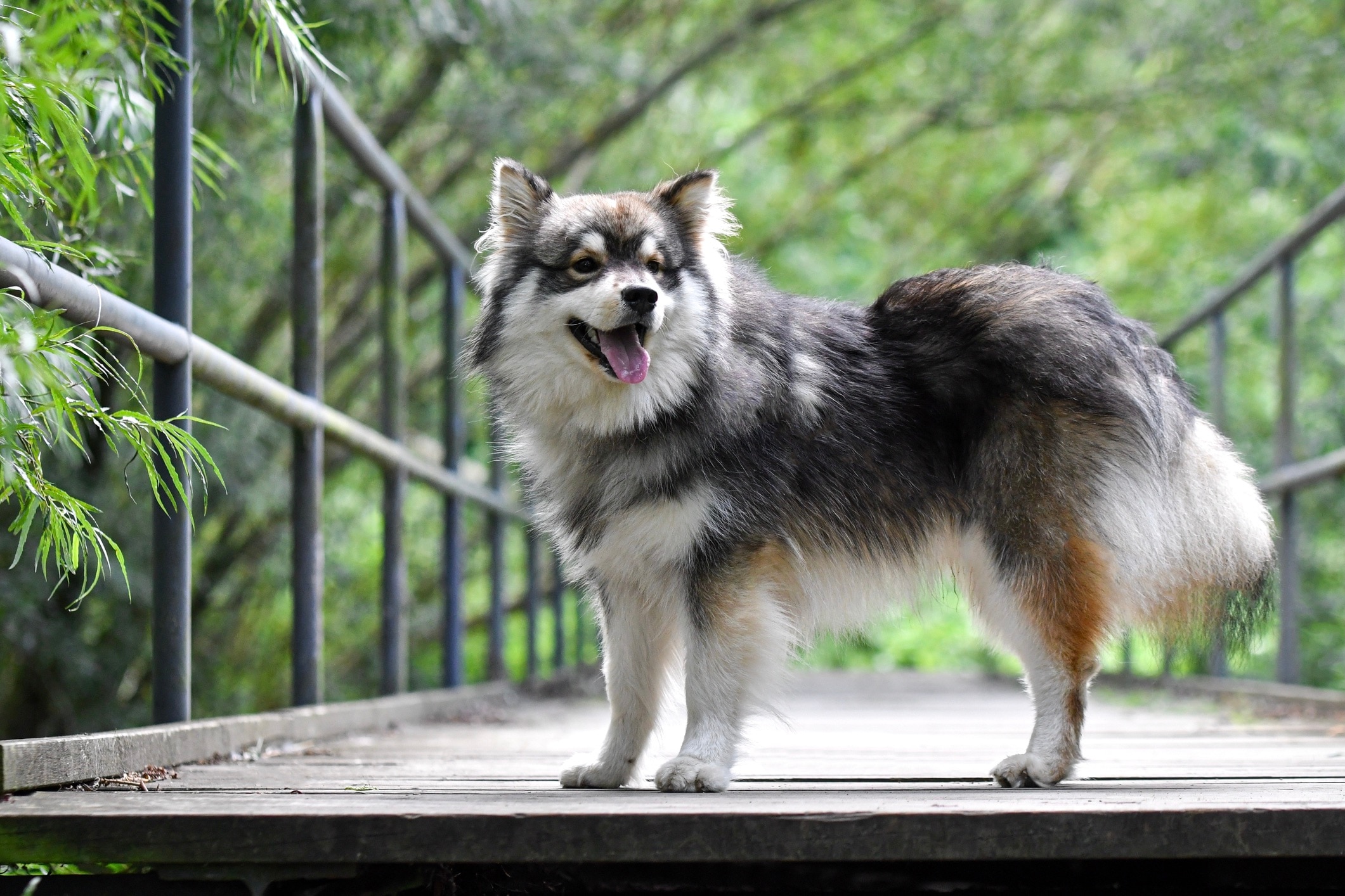full-body profile of a finnish lapphund standing on a trail