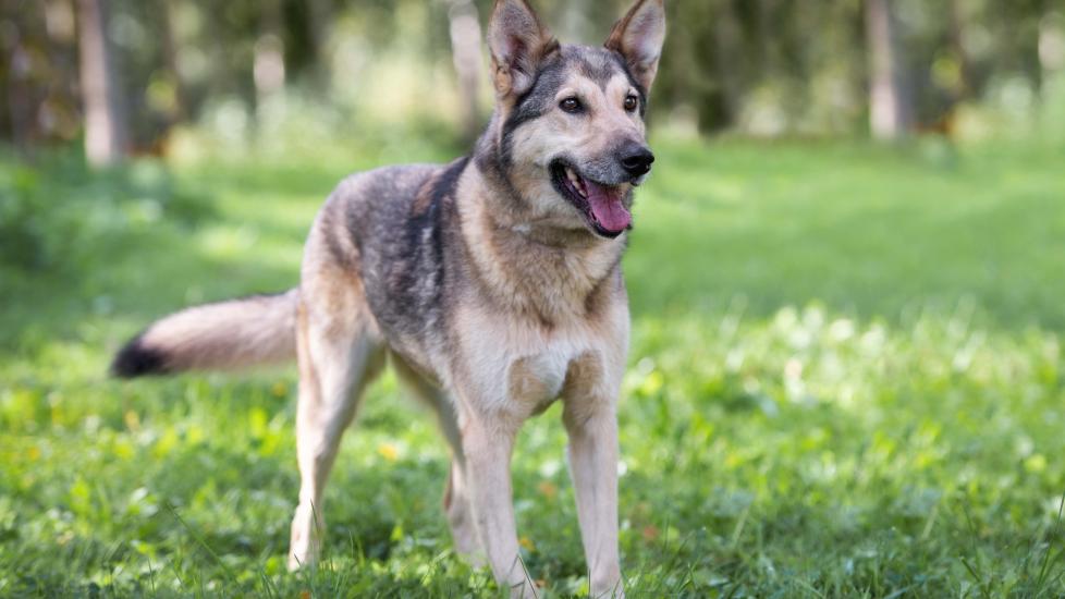 tan and gray german shepherd-siberian husky mix standing in a park