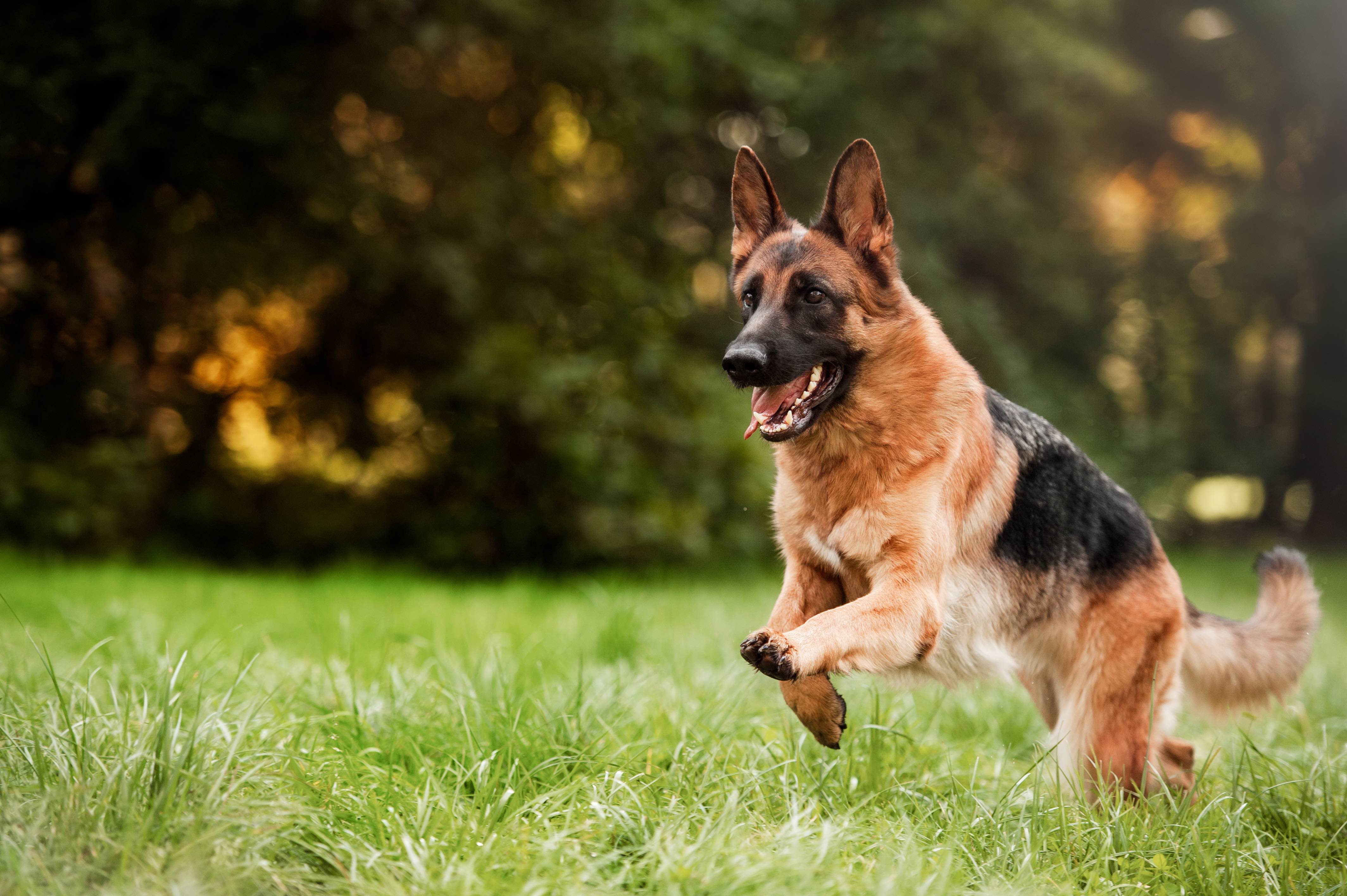 german shepherd running through grass