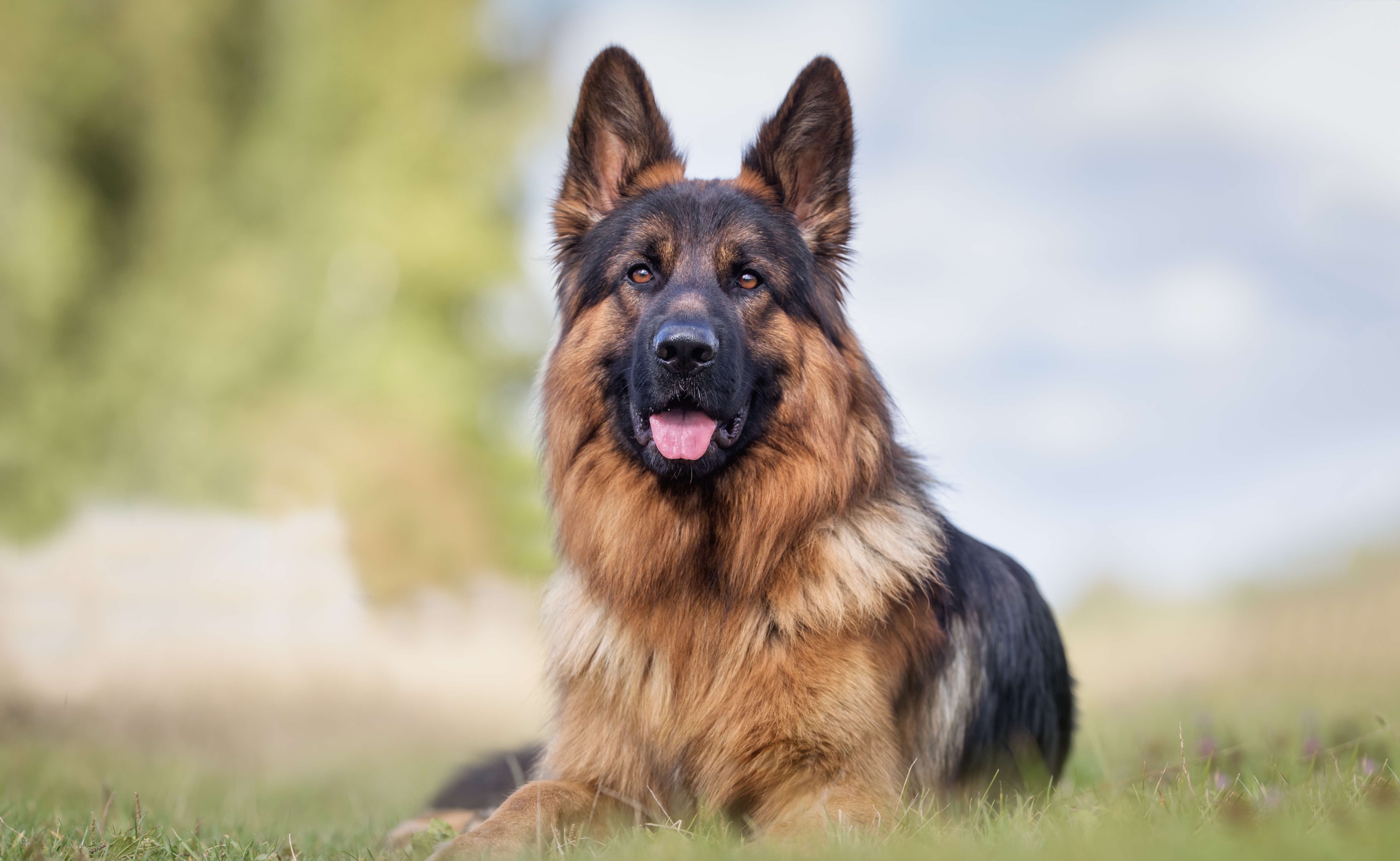 long-haired german shepherd lying in grass