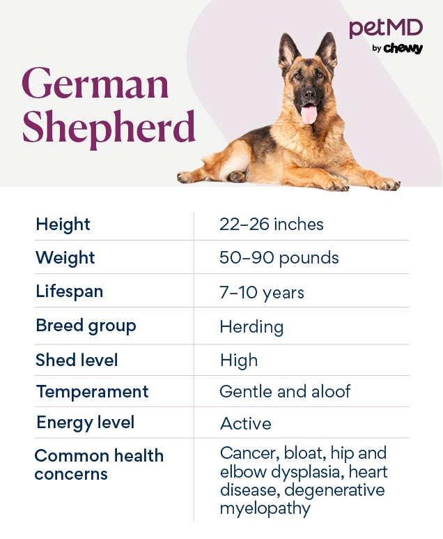 german shepherd dog chart depicting characteristics