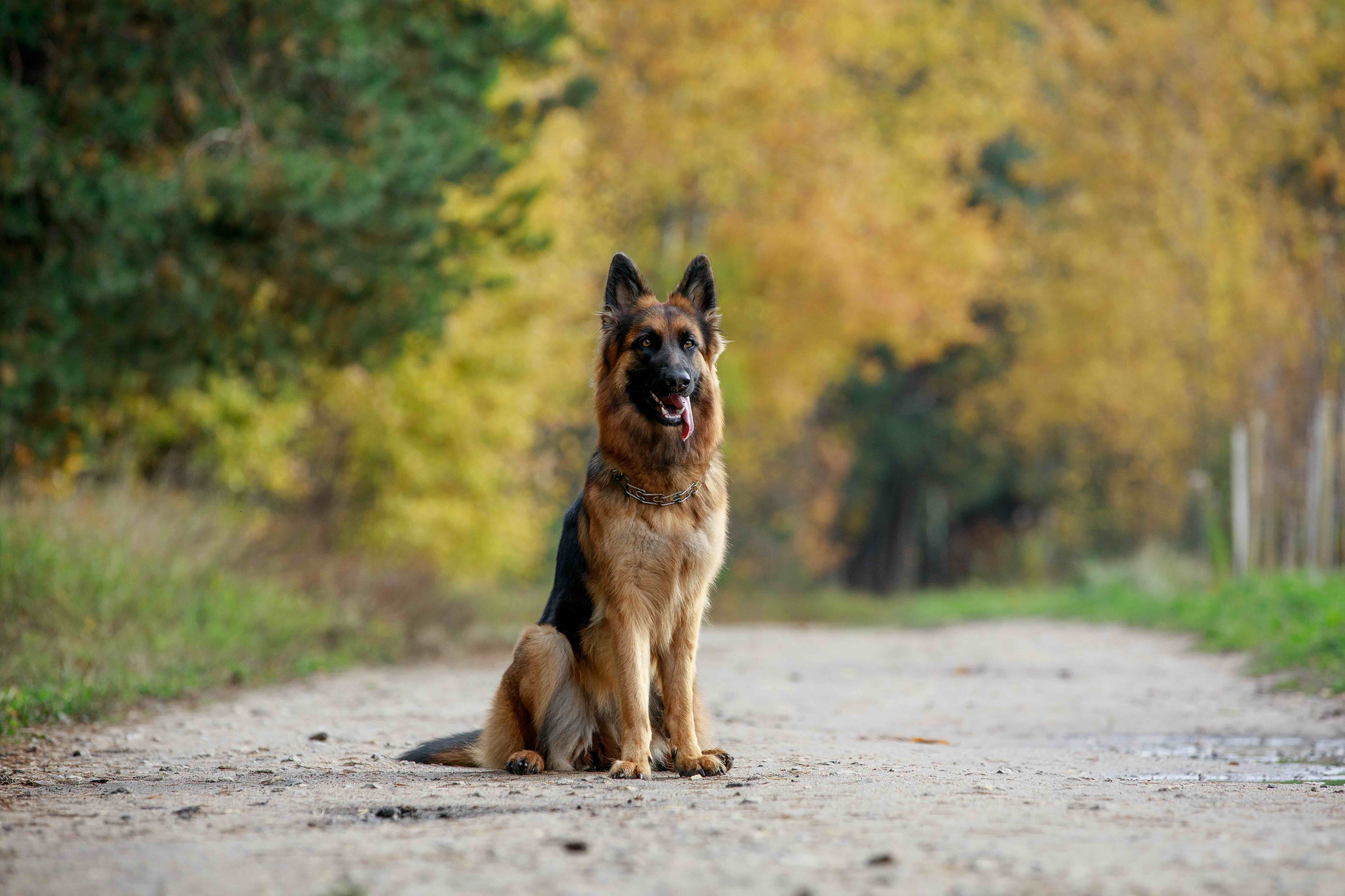german shepherd sitting tall on a path outside