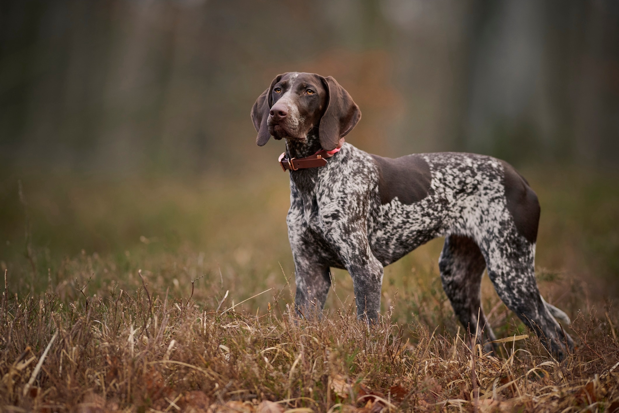 speckled german shorthaired pointer standing in a field of dead gass
