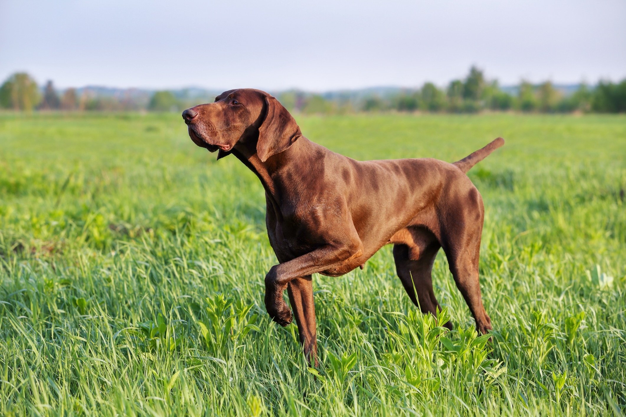 brown german shorthaired pointer pointing in a field of grass