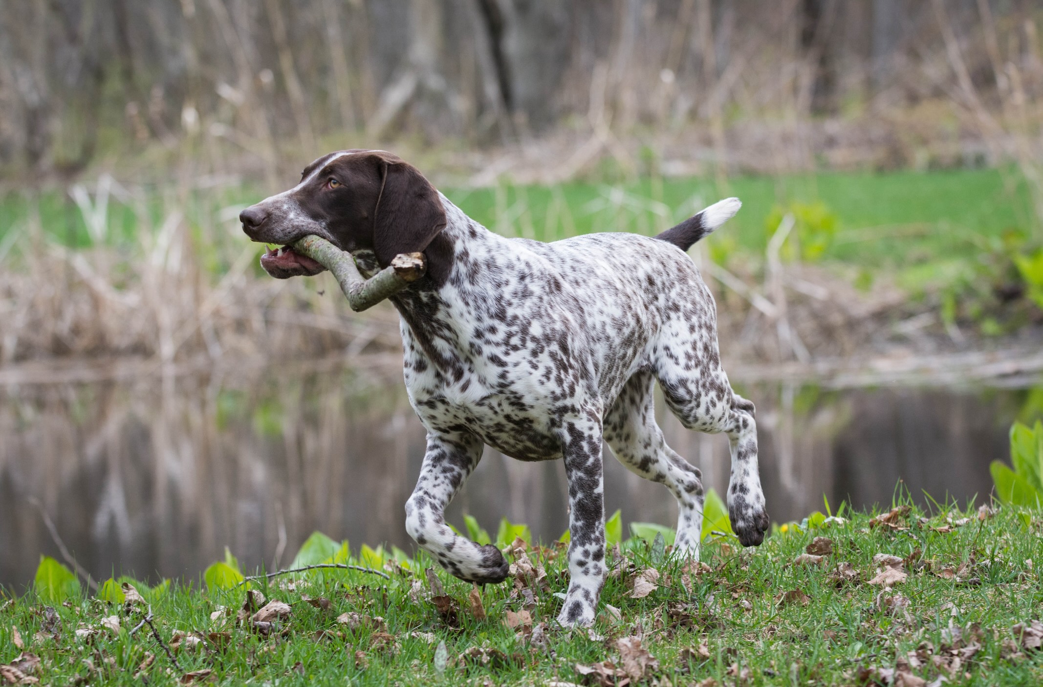 german shorthaired pointer carrying a stick in his mouth