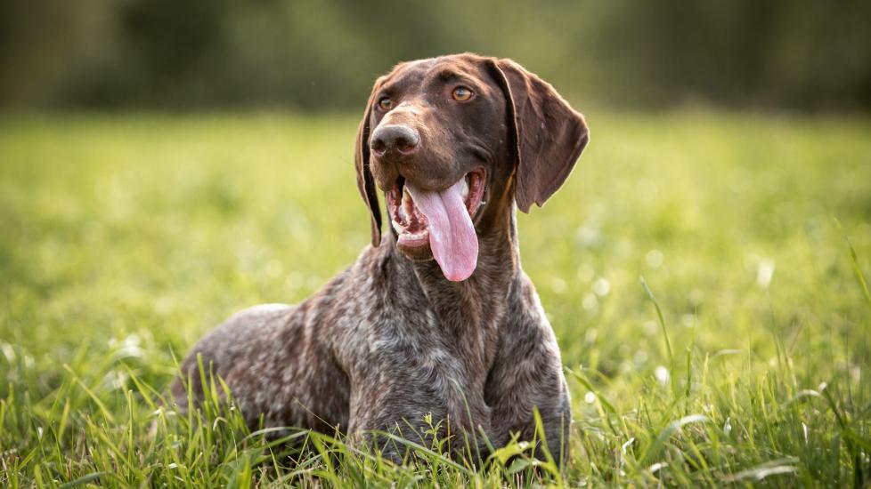 german shorthaired pointer lying in grass with his tongue out