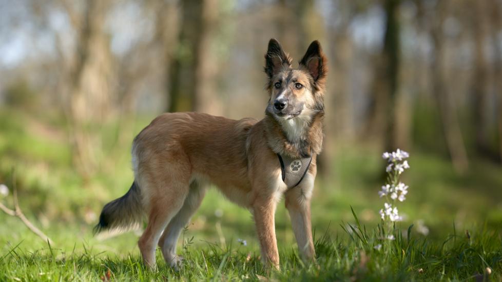 brown, black, and white golden retriever and husky mix standing in a field