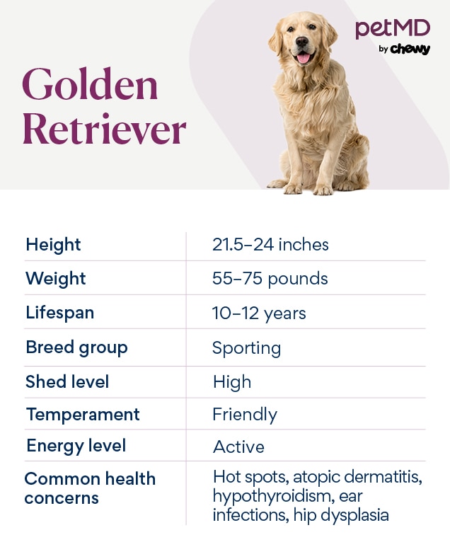 breed chart depicting a golden retriever's care needs